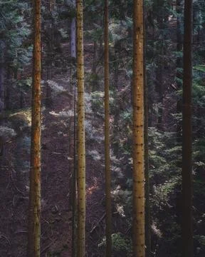 Acquerino nature reserve forest. Tree trunks vertical pattern. Tuscany regi.. Stock Photos