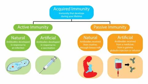 Acquired immunity, Immunity that develops during lifetime Stock Illustration