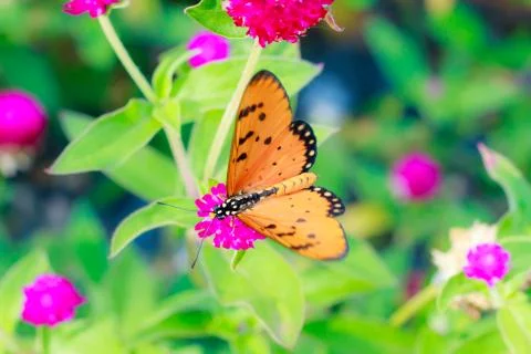 A acraea butterfly Stock Photos