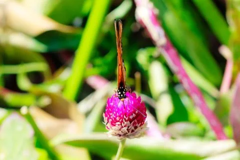 A acraea butterfly Stock Photos