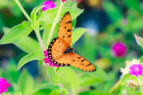 A acraea butterfly Stock Photos