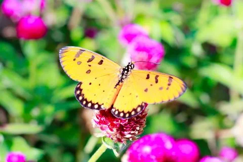 A acraea butterfly Stock Photos