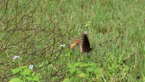 Acraea terpsicore and Euploea core butterfly. Stock Footage 293323749