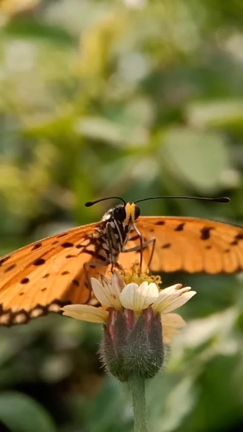 Acraea terpsicore Stock Footage 302098092