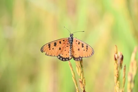 Acraea terpsicore or tawny coster butterfly. Stock Photos