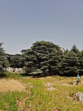 An acre in the foreground is ringed by cedar trees, with bored sky rising beyond Stock Photos