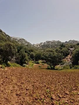 An acre in the foreground is ringed by oak trees, with tree-covered slopes Stock Photos