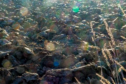 Acre with sunbeam Stock Photos