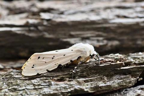 Acrea moth on tree bark, ventral view. Foto stock