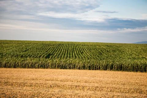 Acres of corn Stock Photos