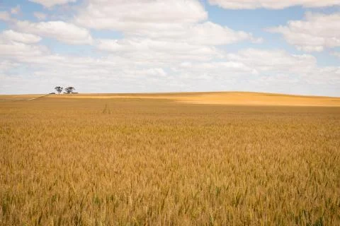 Acres of wheat on a cloudy spring day Stock Photos