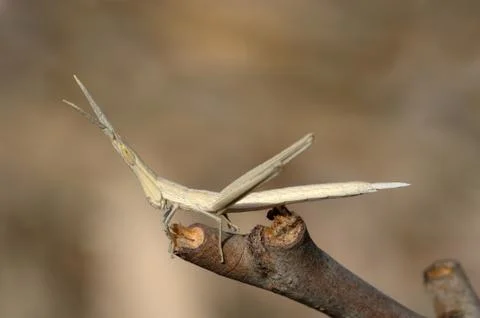 Acrida on a branch Stock Photos
