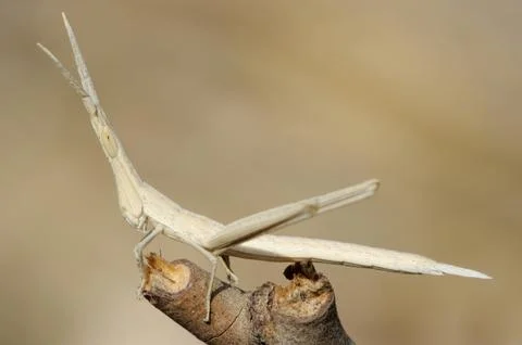Acrida on a branch Stock Photos