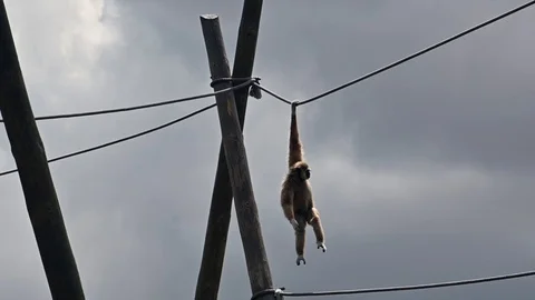 Acrobat gibbon1 Video stock 108592532