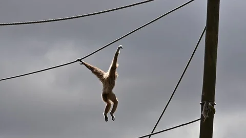 Acrobat gibbon2 Video stock 108592523