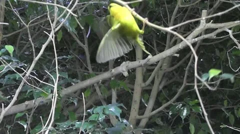 Acrobatic Bird I Stock Footage 20542849