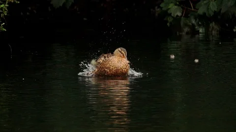 Acrobatic Duck Stock Footage 120017637