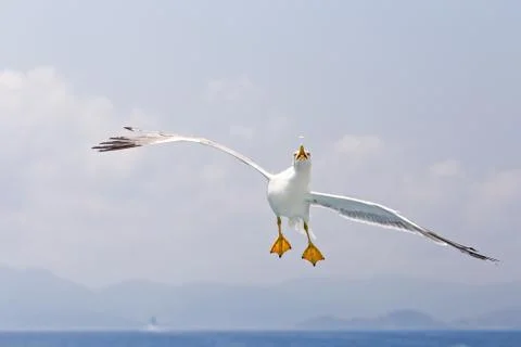 Acrobatic flight of a seagull Stock Photos