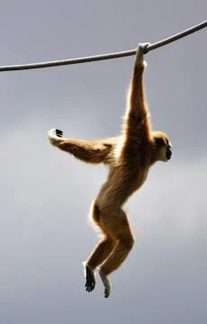 Acrobatic Gibbon Stock Photos