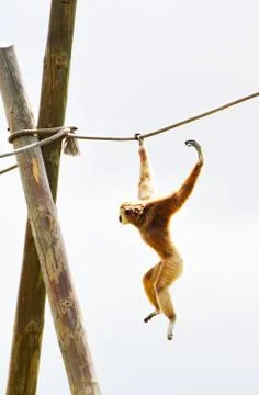 An acrobatic gibbon Stock Photos