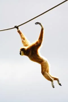 Acrobatic gibbon Stock Photos