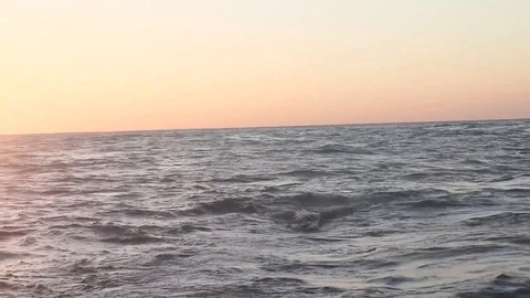Acrobatic great white shark performs a breaching backflip near tourists Stock Footage 105830422