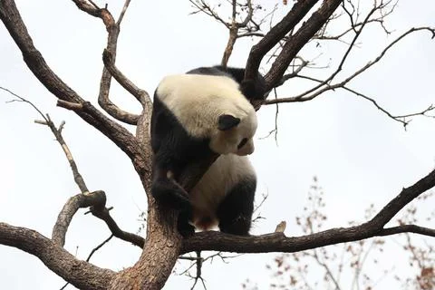 Acrobatic Panda ,Close up Playful panda having fun on the Tree, Stock Photos