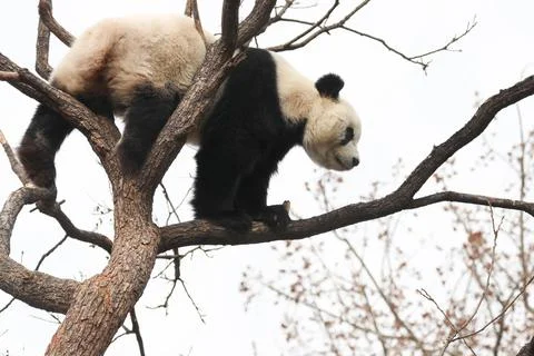 Acrobatic Panda ,Close up Playful panda having fun on the Tree, Stock Photos