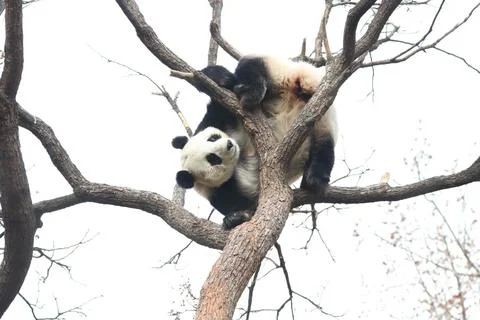 Acrobatic Panda ,Close up Playful panda having fun on the Tree, Stock Photos