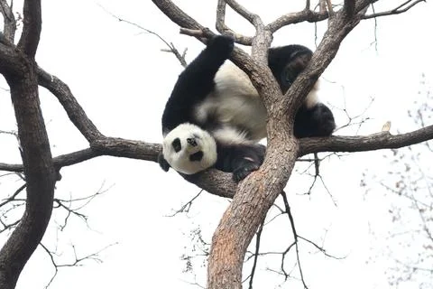 Acrobatic Panda ,Close up Playful panda having fun on the Tree, Stock Photos