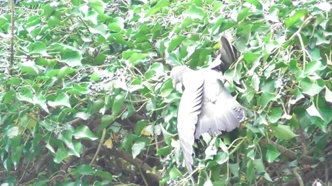 Acrobatic pigeon in a tree Stock Footage 334570522