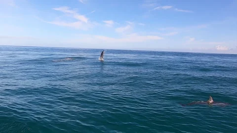 Acrobatic Spinner Dophin Stock Footage 138400151