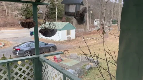 Acrobatic Squirrel Nonchalantly Steals Bird Food Stock Footage 230919627