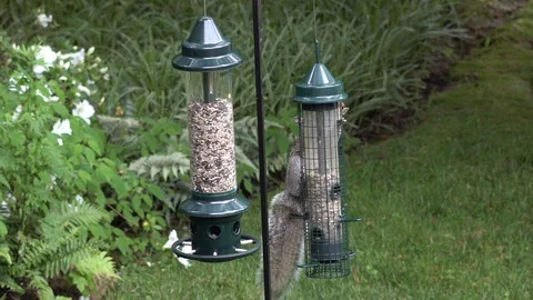 Acrobatic Squirrel trying to open a feeder that is Squirrel proof  Stock Footage 114028961