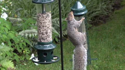 Acrobatic Squirrel trying to open a feeder that is Squirrel proof  Video stock 114029556
