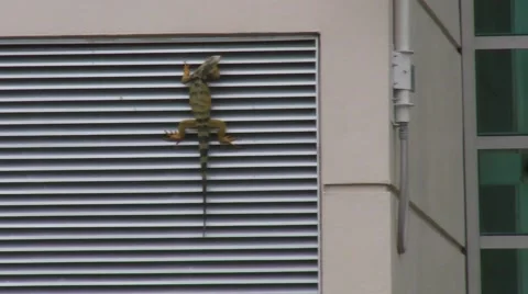 Acrobatic Suicidal Iguana Climbing Next to Security Camera Stock Footage 1014371