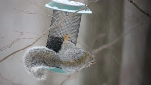 Acrobatic wild Eastern gray squirrel Stock Footage 142082191