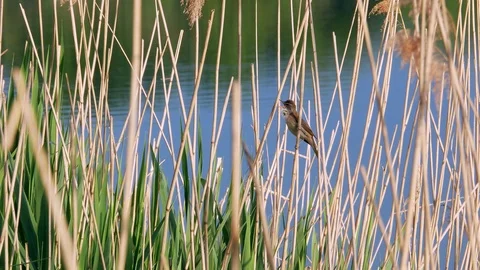 Acrocephalus scirpaceus bird sing on bulrush 4k Stock Footage 89737888