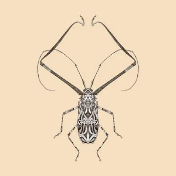 Acrocinus Longimanus illustration vector flat design Stock Illustration