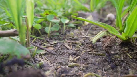 Acromyrmex Leafcutter Ant Workers Crossing Soil Under Grass Blades 库存影片 341386717