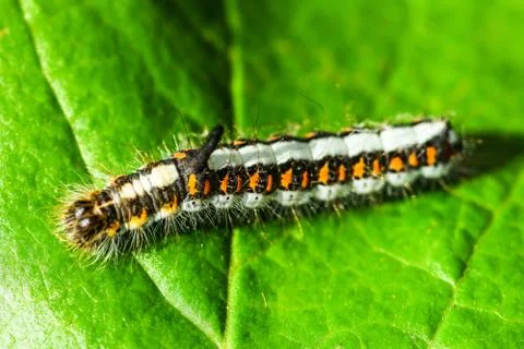Acronicta psi Stock Photos