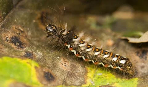 Acronicta rumicis Stock Photos