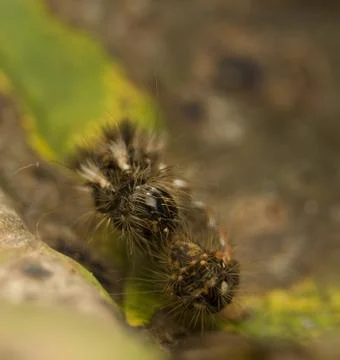 Acronicta rumicis Stock Photos