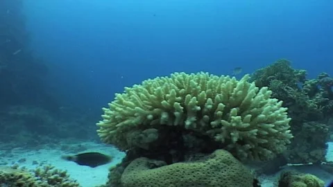 Acropora Coral On Reef Stock Footage 285802775