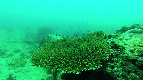 Acropora fish Stock Footage 26207824
