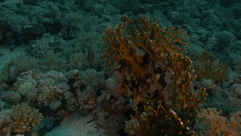 Acropora millepora with black surgeonfishes, Ras Mohammed, Red Sea, Egypt Stock Footage 105587187