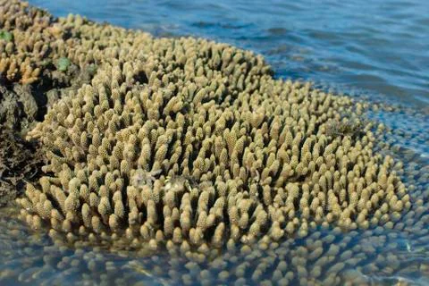 Acropora millipora Stock Photos