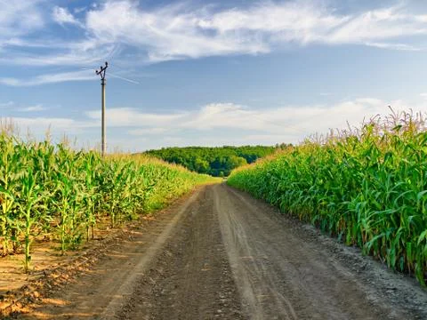 Across the corn field Stock Photos