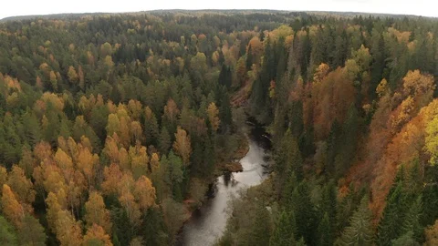 Across the forest and the river Stock Footage 117465985