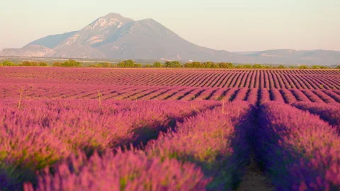 Across the lavender fields at Valensole Stock Footage 326773355